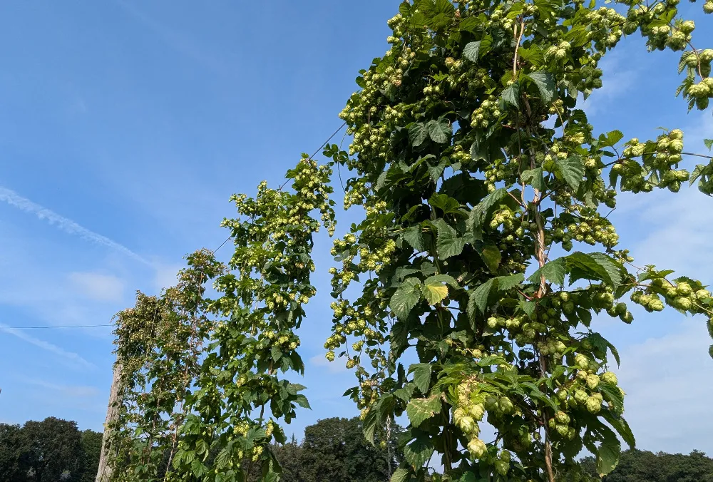 craft beer, biere artisanale, bretonne, a Locoal-Mendon